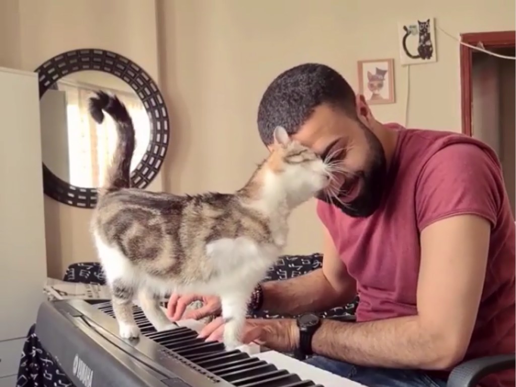 «Это мой источник вдохновения»: турецкий пианист играет приятные мелодии для своих 19 котов (ФОТО, ВИДЕО)