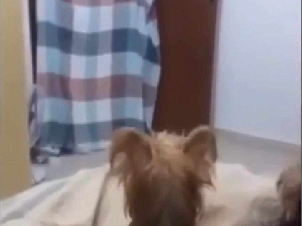 Мелкие собачки подрались на кровати хозяйки, стоило ей уйти на пару минут: смешное видео