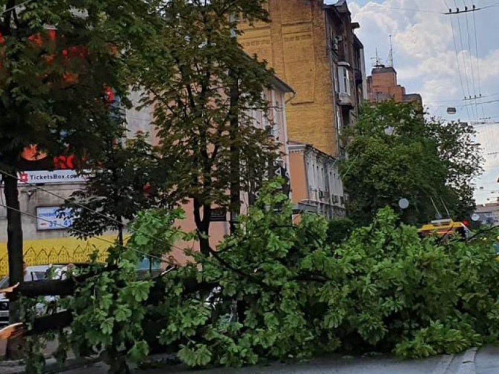 Остановились троллейбусы и автомобили: в центре Киева на дорогу рухнуло дерево (ФОТО)