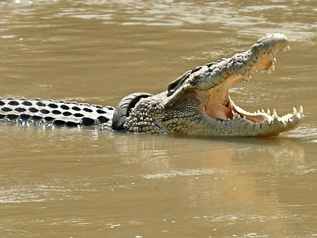 В Индонезии гигантский крокодил проглотил женщину, рептилию-людоеда убили (ВИДЕО)