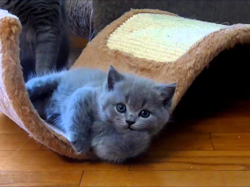 Кошачья йога: Котенок уснул в лотке в нереальной позе и рассмешил Сеть (ВИДЕО)