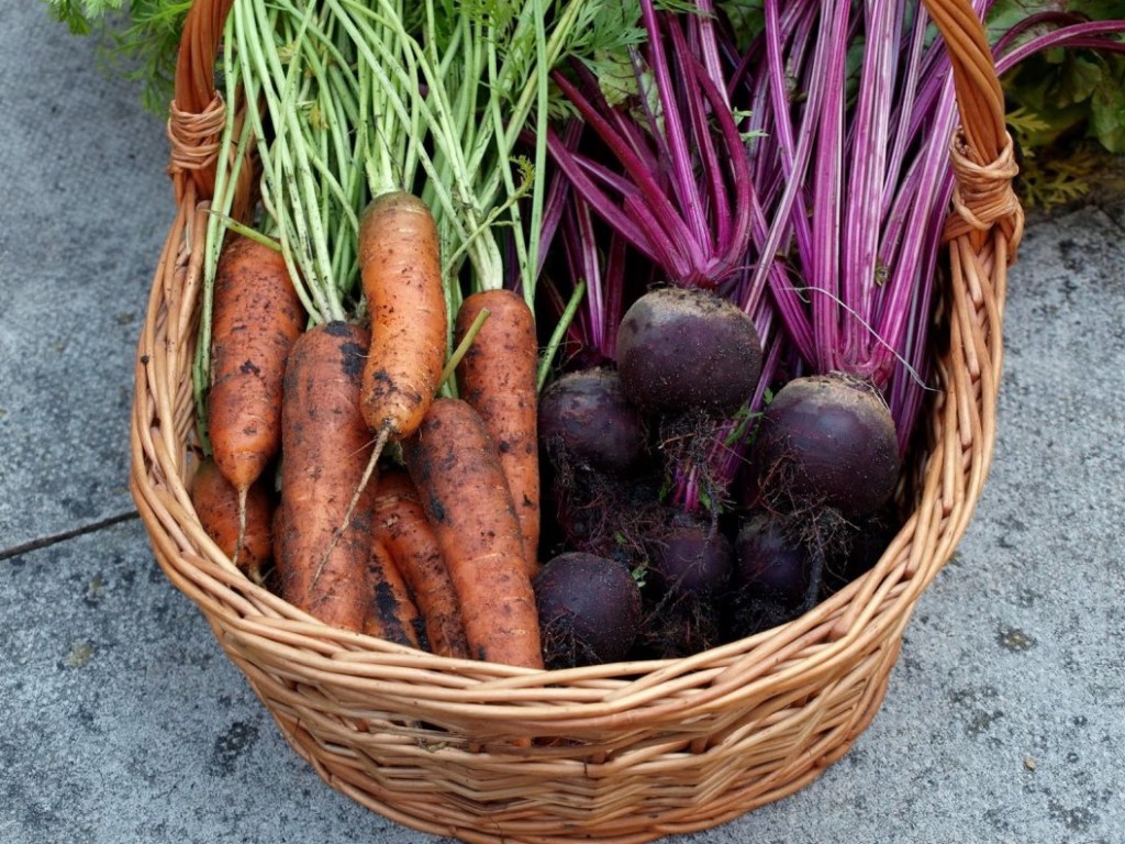 Лайфхаки для дачников: в конце июня можно сеять огурцы, морковь и свеклу