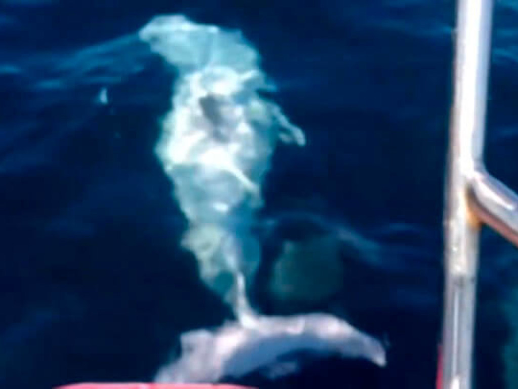 В Черном море увидели редчайшего дельфина-альбиноса (ФОТО)