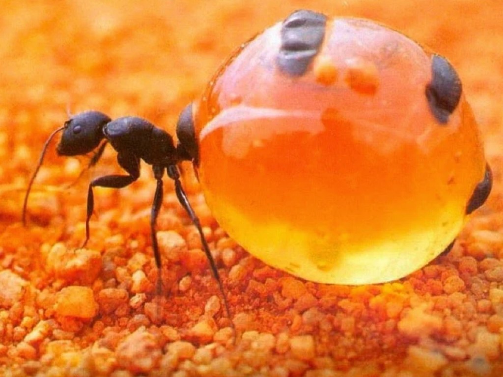 Ученый обнаружил муравьев, которые могут жить под водой