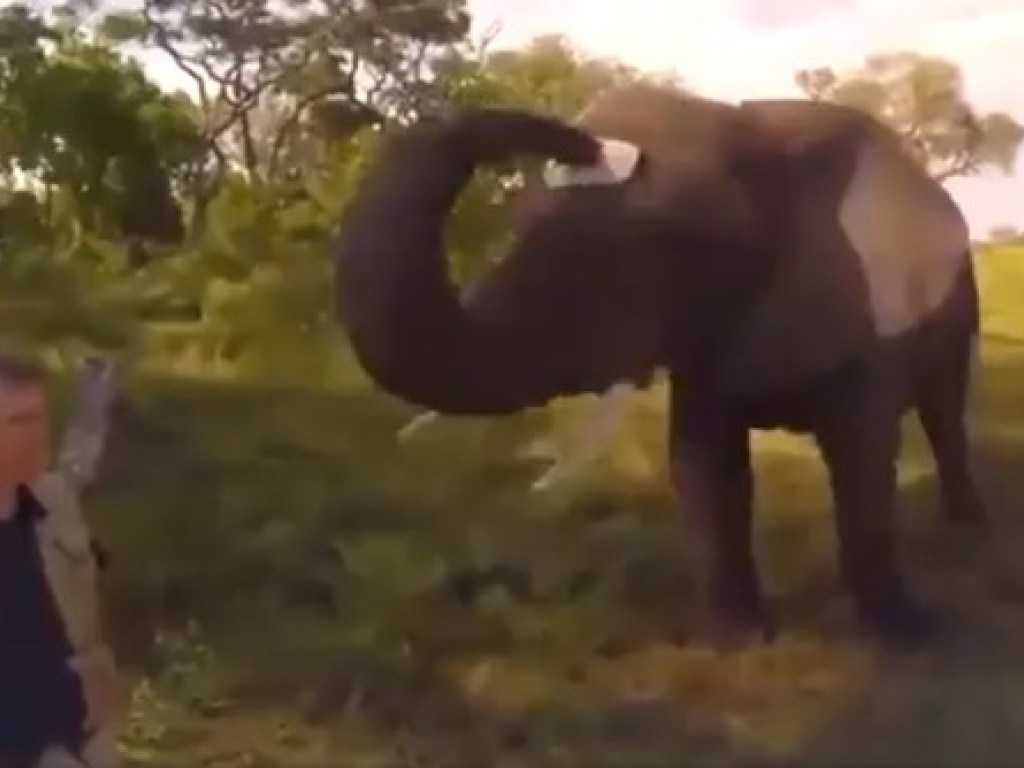 Слон украл кепку у фотографа и развеселил Сеть (ВИДЕО)