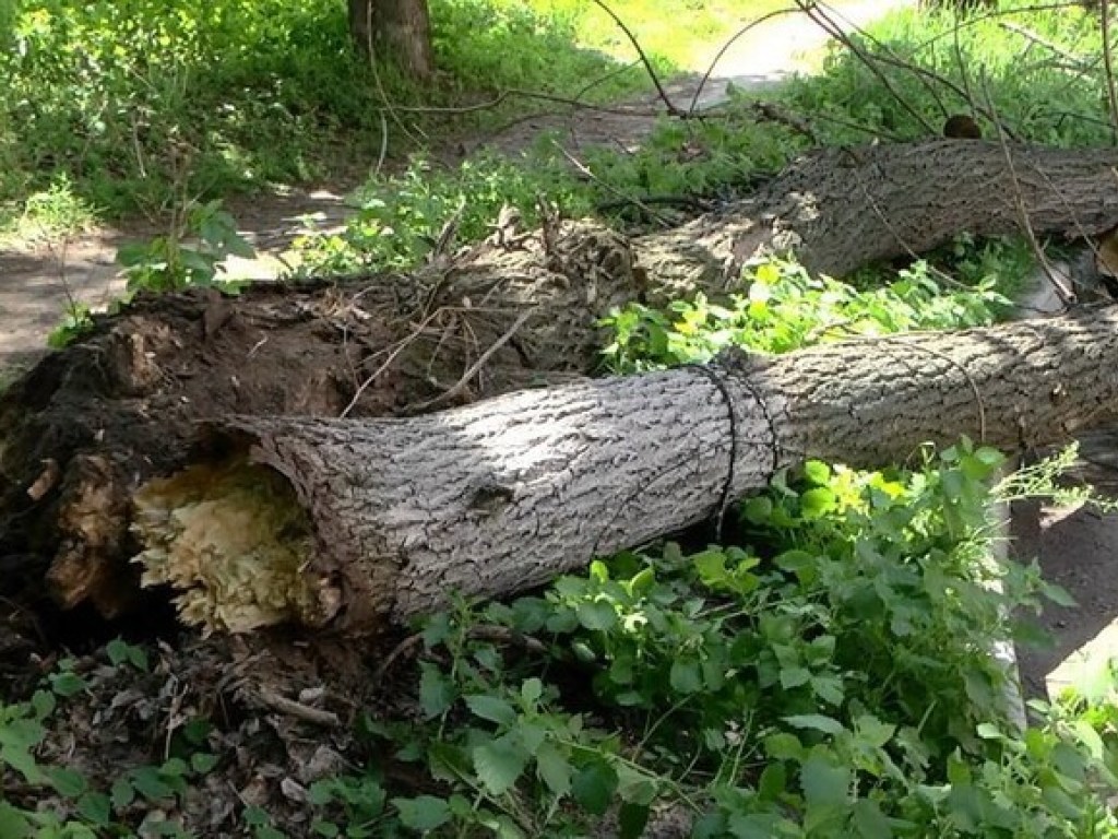 В Киеве на девушку упало дерево: пострадавшую забрали в больницу (ВИДЕО)