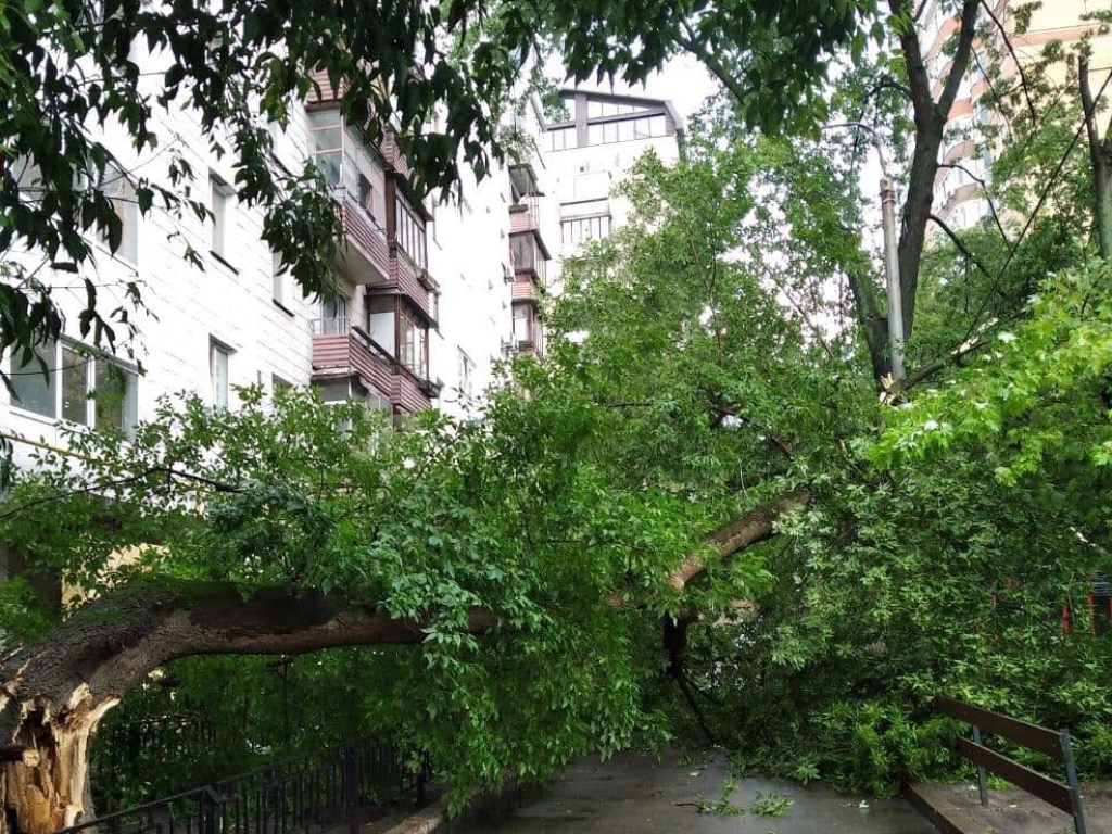 На Печерске в Киеве дерево рухнуло на женщину (ФОТО)