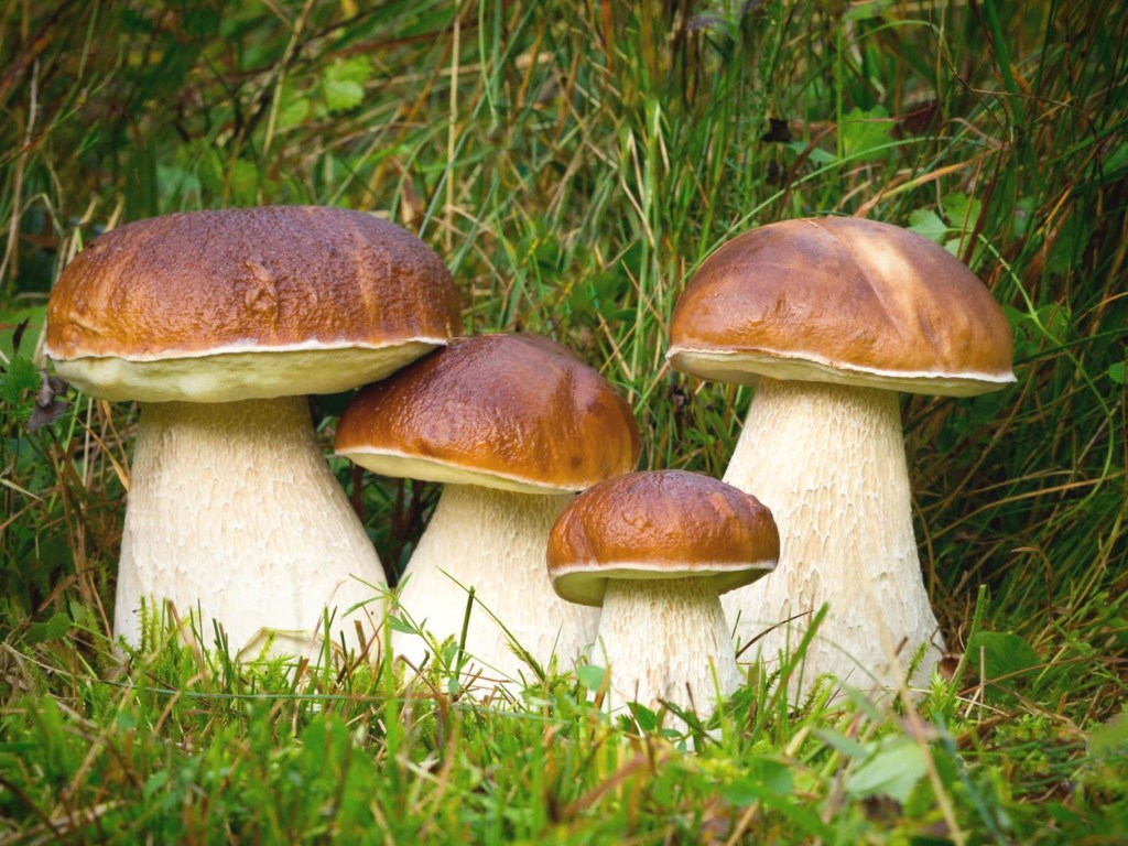Медики рассказали об опасности употребления грибов