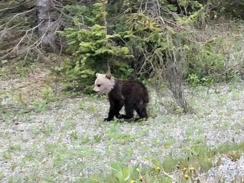В Канаде родился уникальный медвежонок гризли с белой головой (ФОТО)