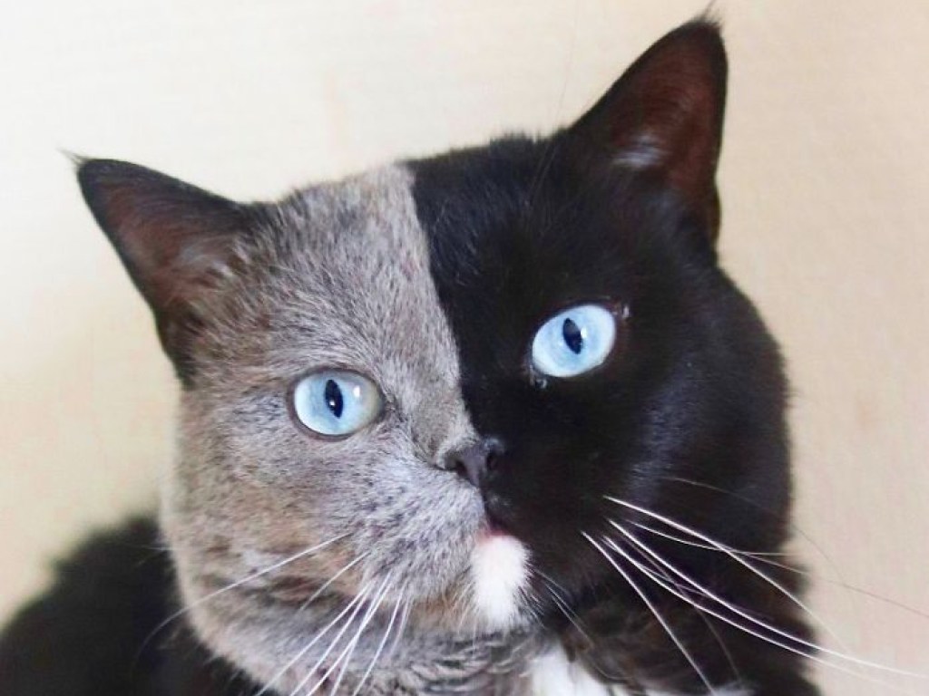 Двуликий кот покорил Сеть своим потомством (ФОТО)