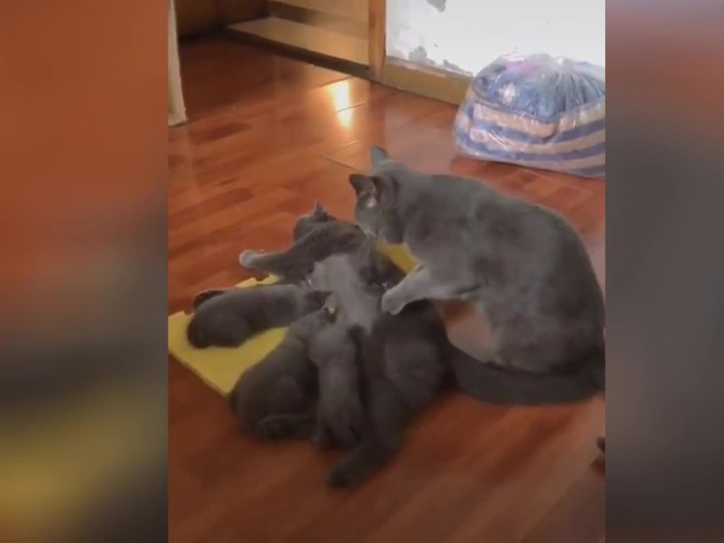 Кот устроил массаж многодетной маме-кошке (ФОТО, ВИДЕО)