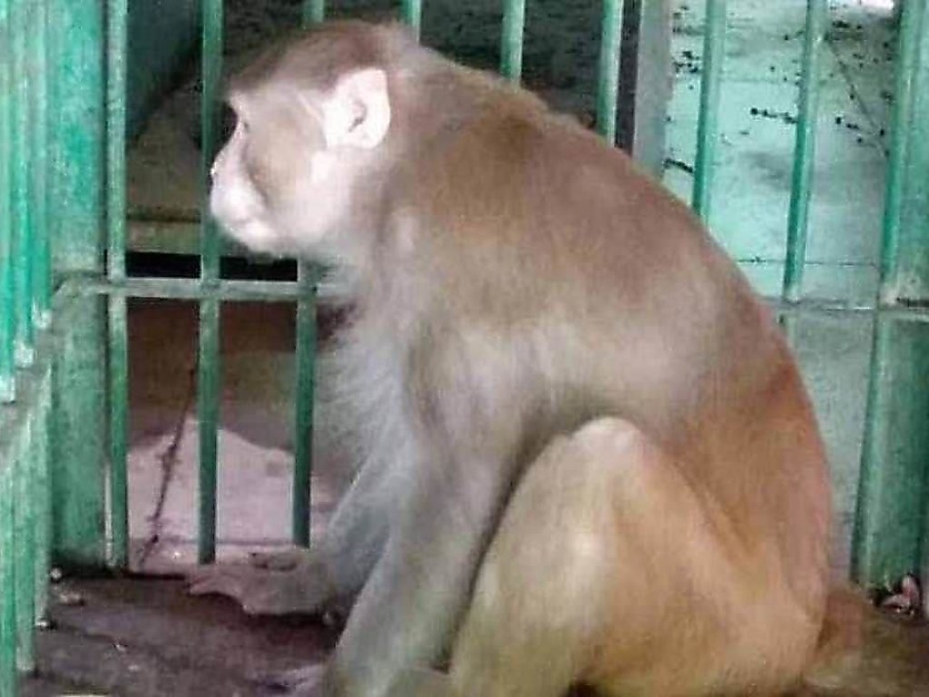 Агрессивного примата-алкоголика посадили в Индии за решетку (ФОТО)