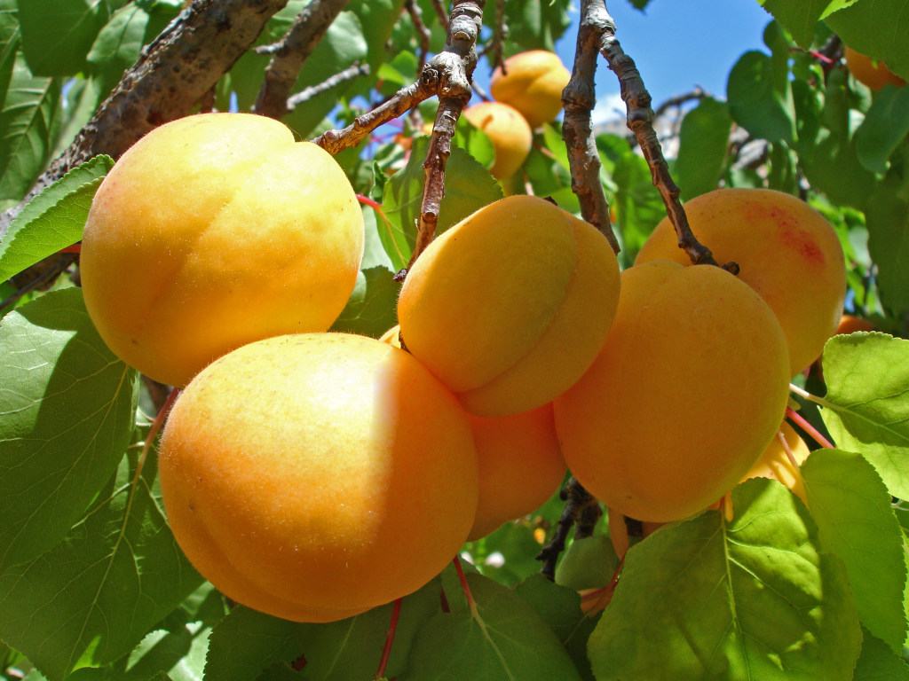 Медики назвали 8 уникальных свойств абрикоса для красивой кожи