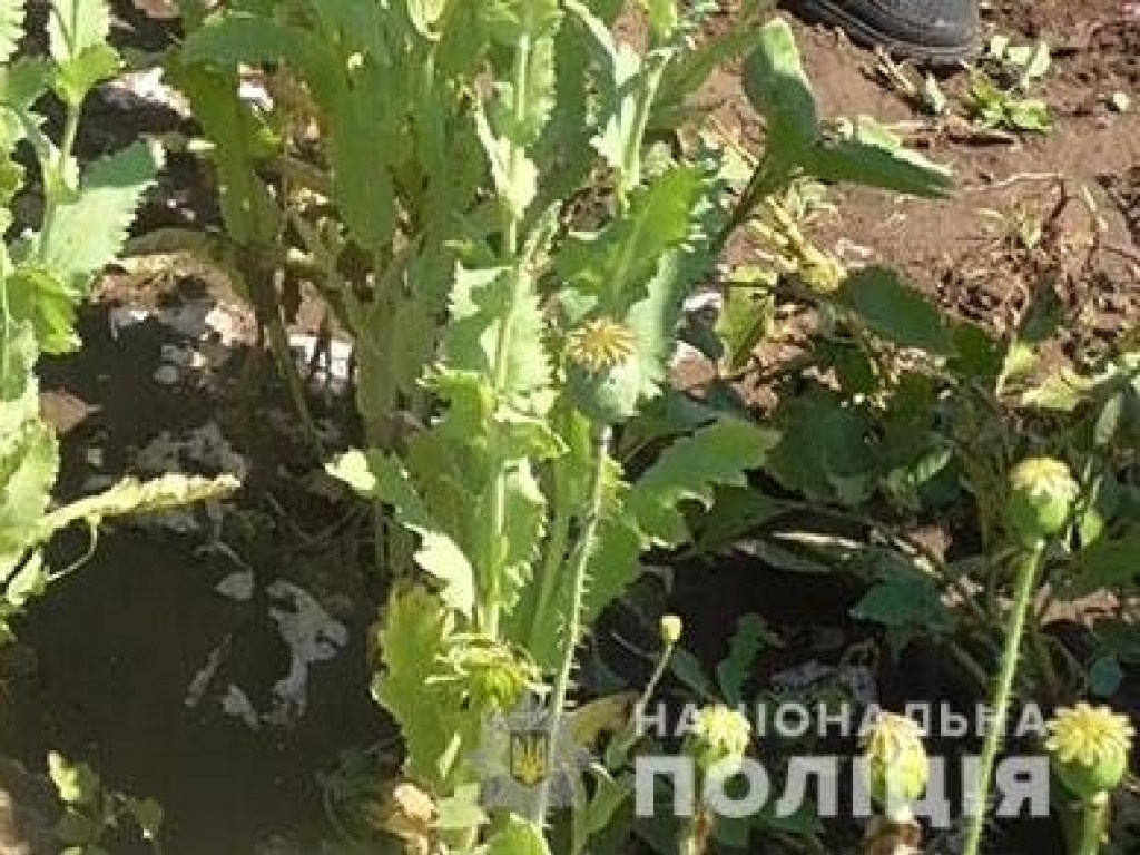На Николаевщине мужчина выращивал у себя дома 430 кустов мака и конопли (ФОТО)