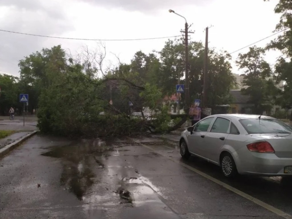 Огромное дерево рухнуло на автомобиль в Николаеве (ФОТО)