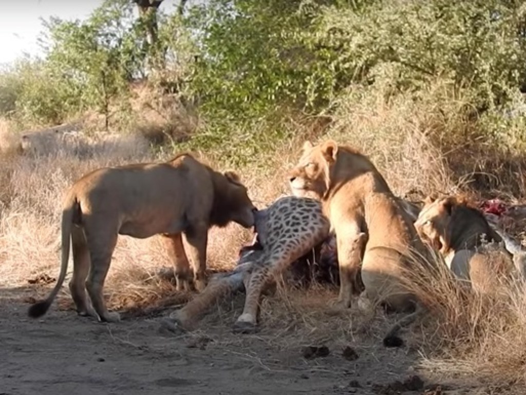 Лев и львица подрались из-за убитого жирафа (ФОТО, ВИДЕО)