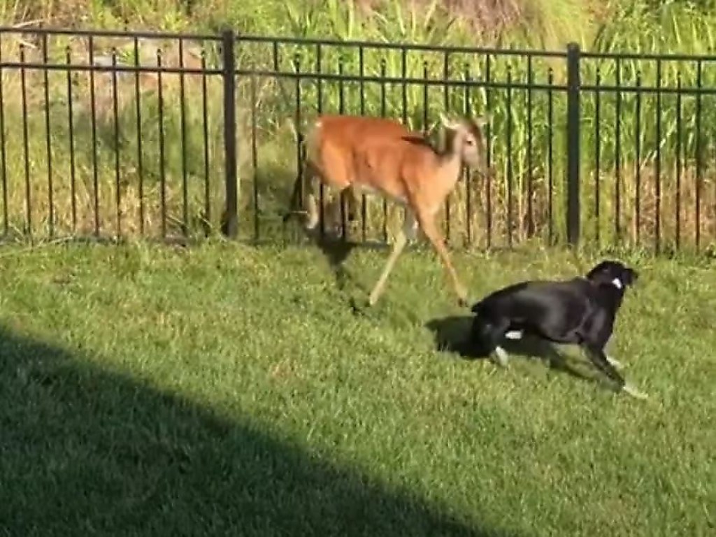 Самка оленя напала на собак, защищая своих детенышей (ФОТО, ВИДЕО)