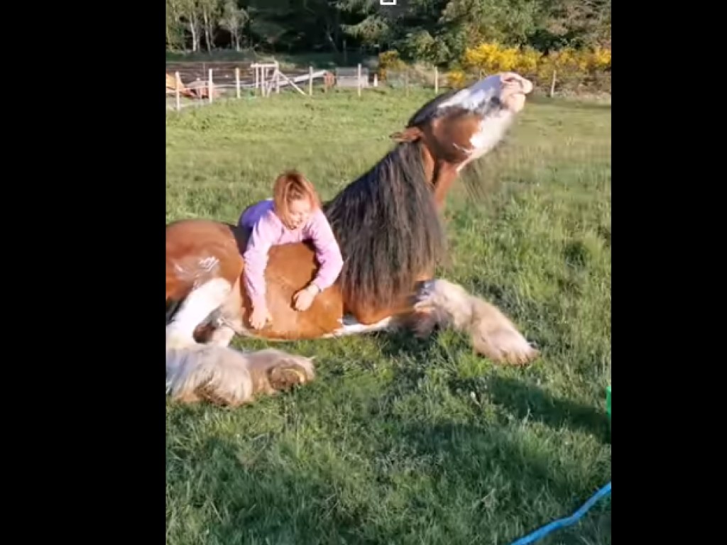 «Как большой пес»: Девушка почесала коню пузико и умилила Сеть (ВИДЕО)