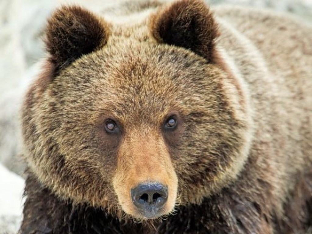 В РФ медведь загрыз пенсионерку на глазах у людей, которые находились неподалеку