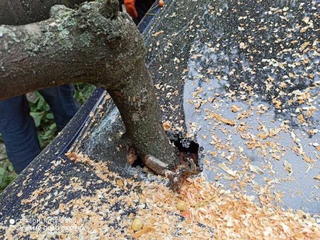 В Виннице упавшим деревом черешни разбило автомобиль (ФОТО, ВИДЕО)