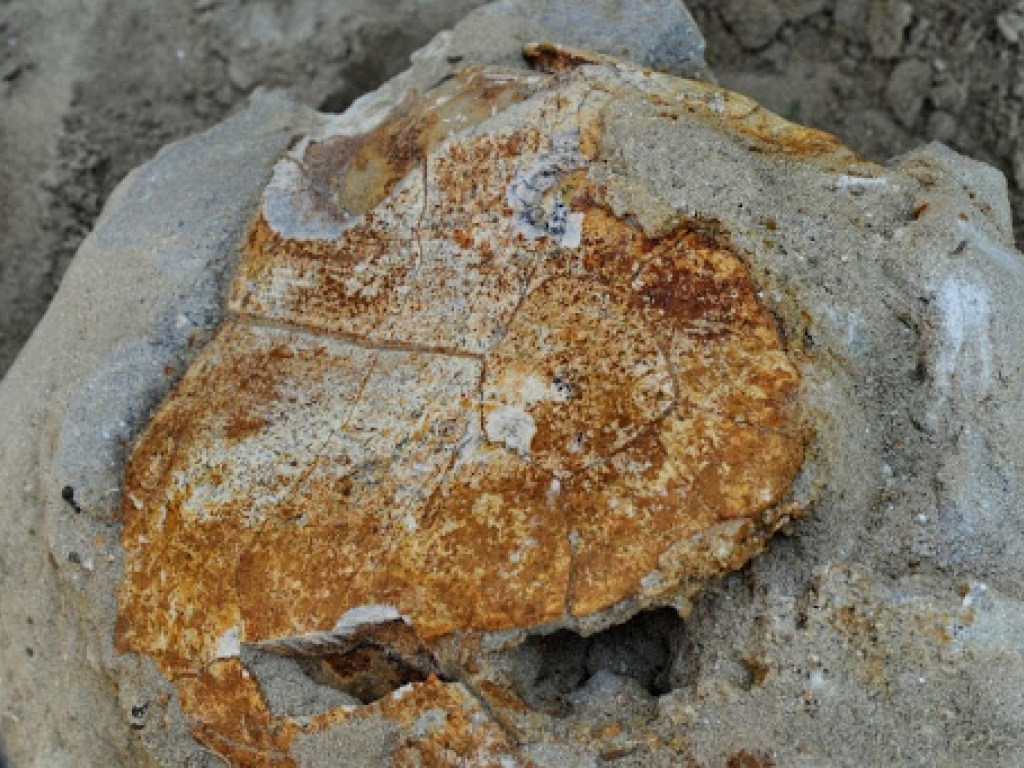 Ученые обнаружили останки черепахи, жившей на Земле 8 миллионов лет назад (ФОТО)