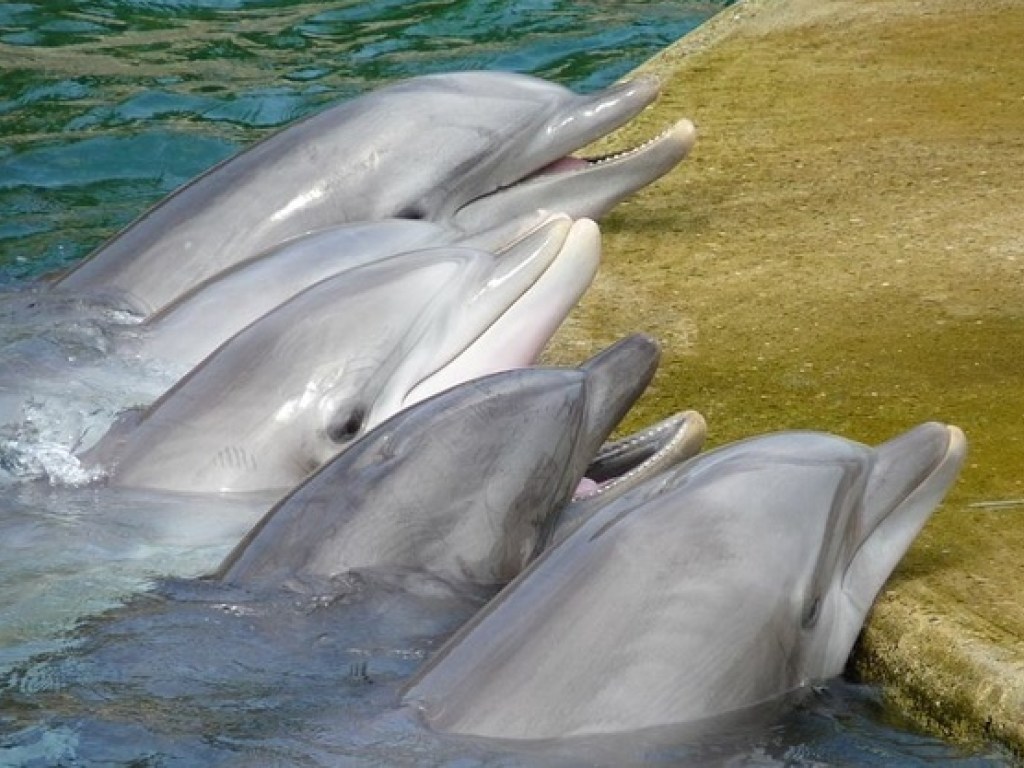 В Финском заливе вблизи Петербурга заметили группу из шести дельфинов