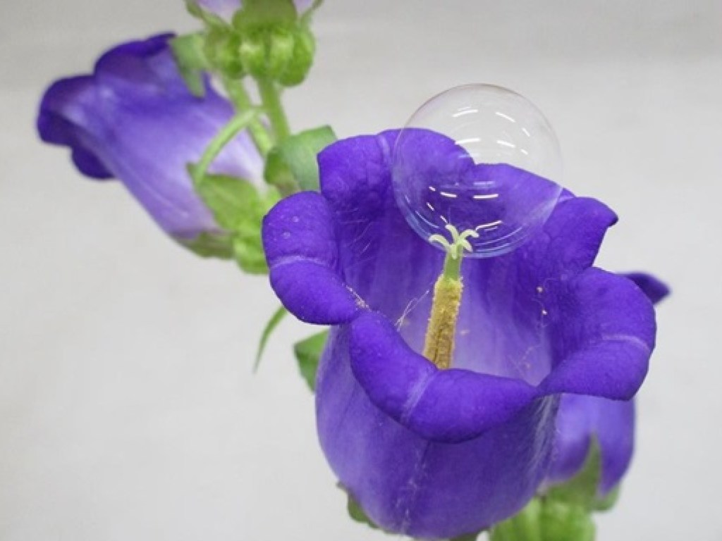 В Японии ученые обучают дроны опылять цветы мыльными пузырями (ФОТО)