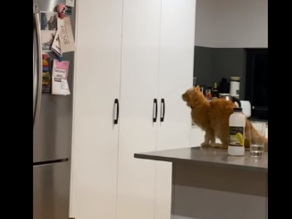 Кот слишком долго целился на вершину холодильника и потерпел оглушительное фиаско (ВИДЕО)