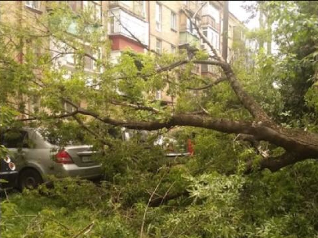 На Чоколовке в Киеве дерево рухнуло на иномарку (ФОТО)