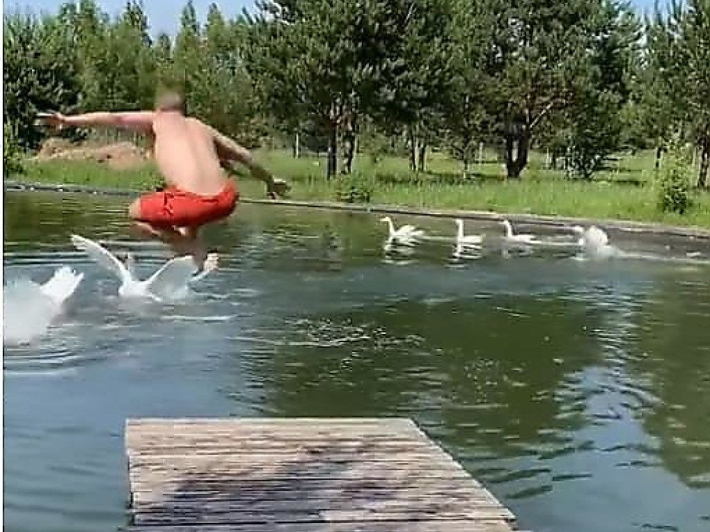 «Людям здесь не место!»: агрессивные гуси прогнали купальщиков со своего пруда (ФОТО, ВИДЕО)
