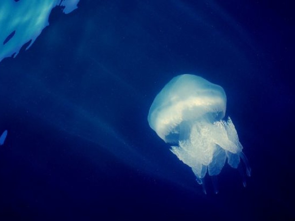 На популярном курорте под Запорожьем туристы заявили о нашествии медуз (ВИДЕО)