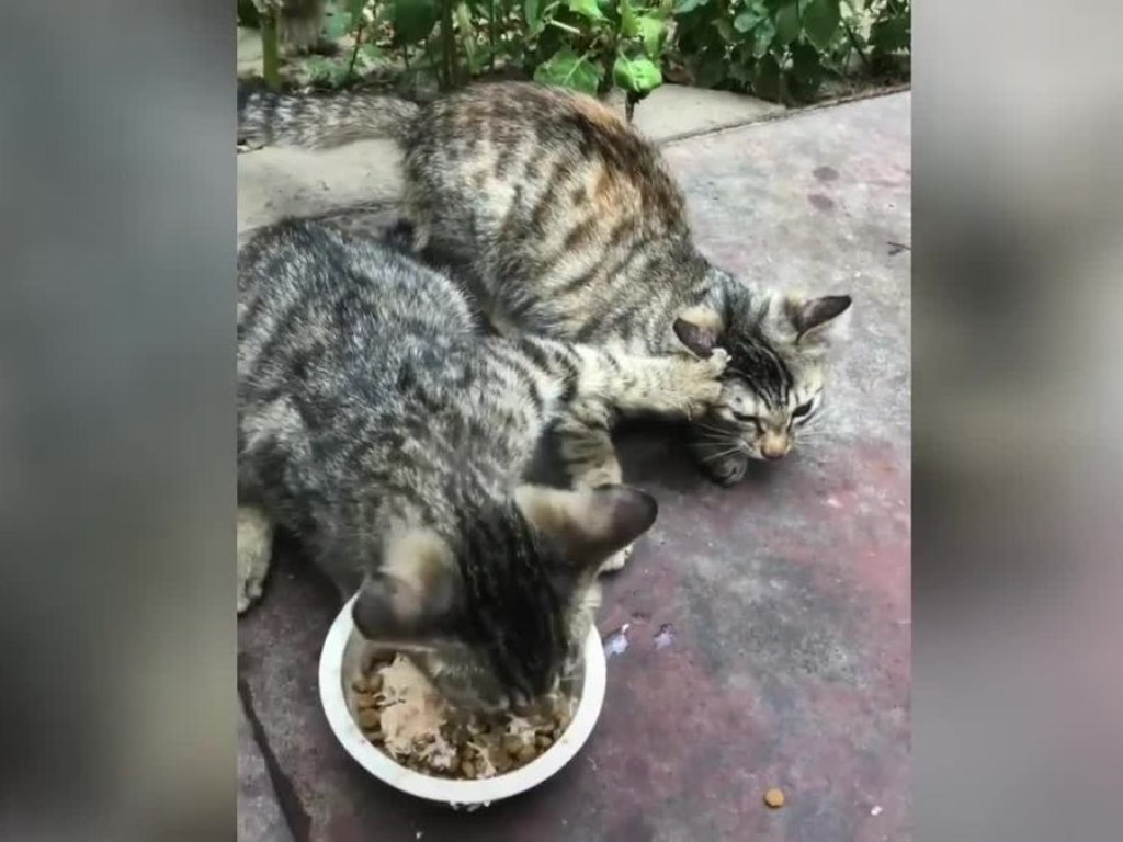 Жадина: Котенок сразился за корм и рассмешил Интернет (ВИДЕО)