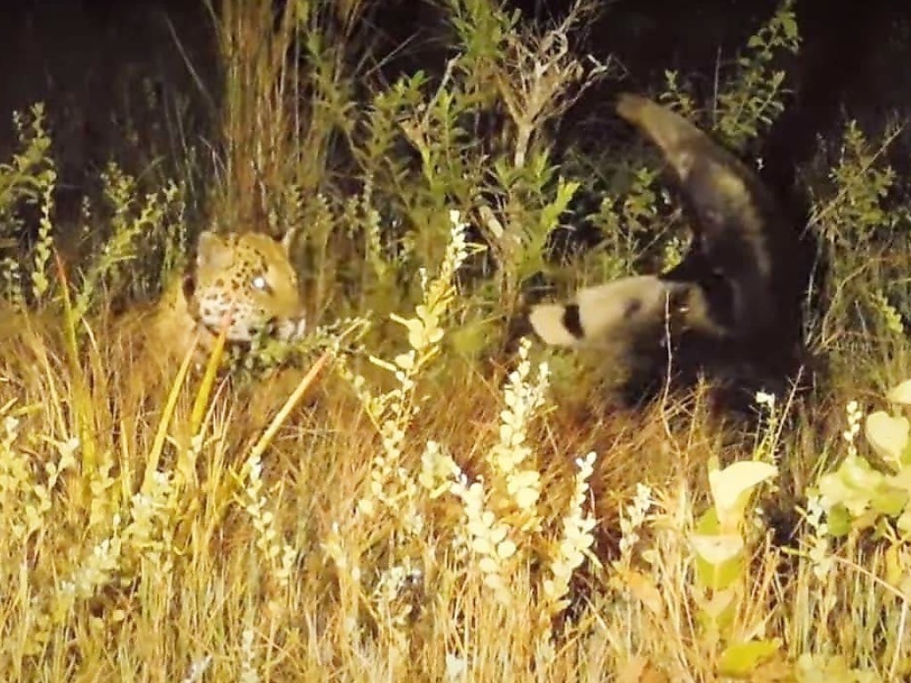 Противостояние самки ягуара с муравьедом попало на видео