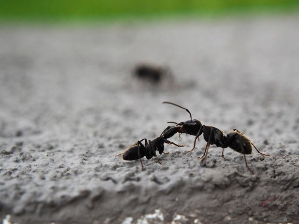 Ученые рассказали об особенностях самых воинственных муравьев
