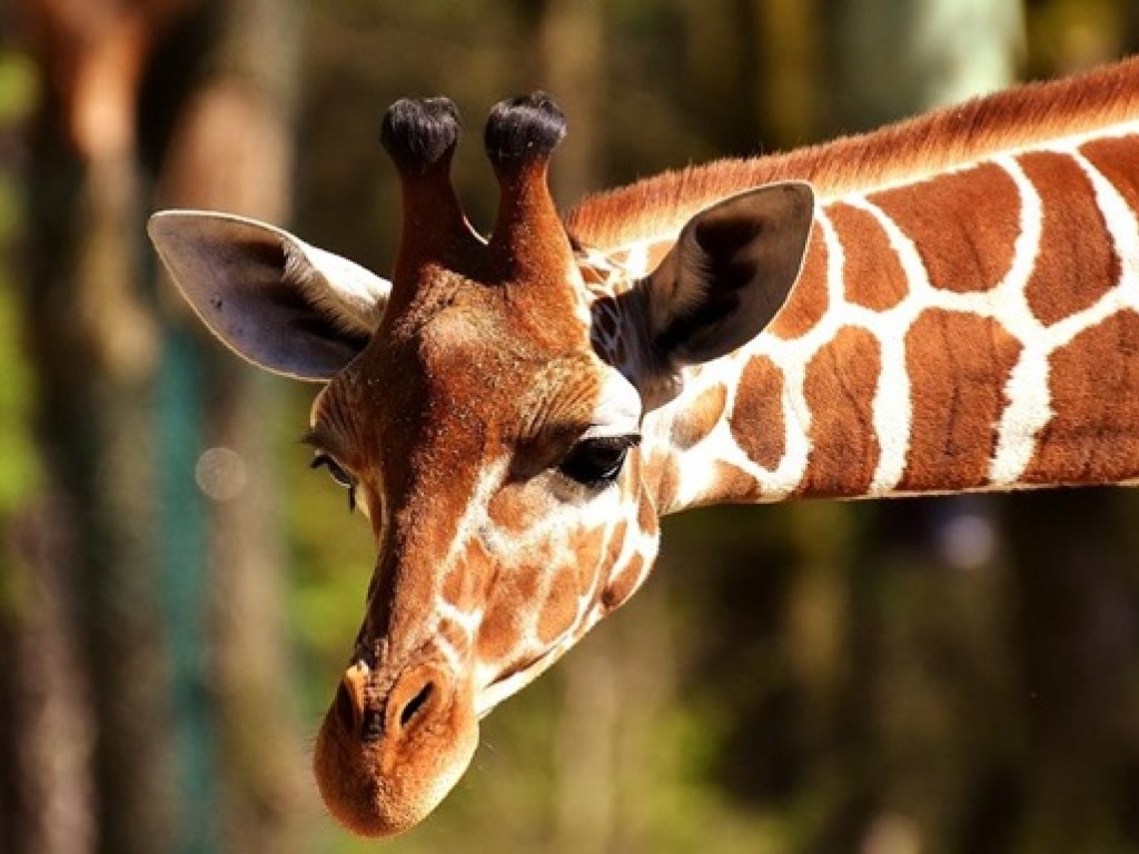 Яростный жираф устроил погоню за джипом с туристами