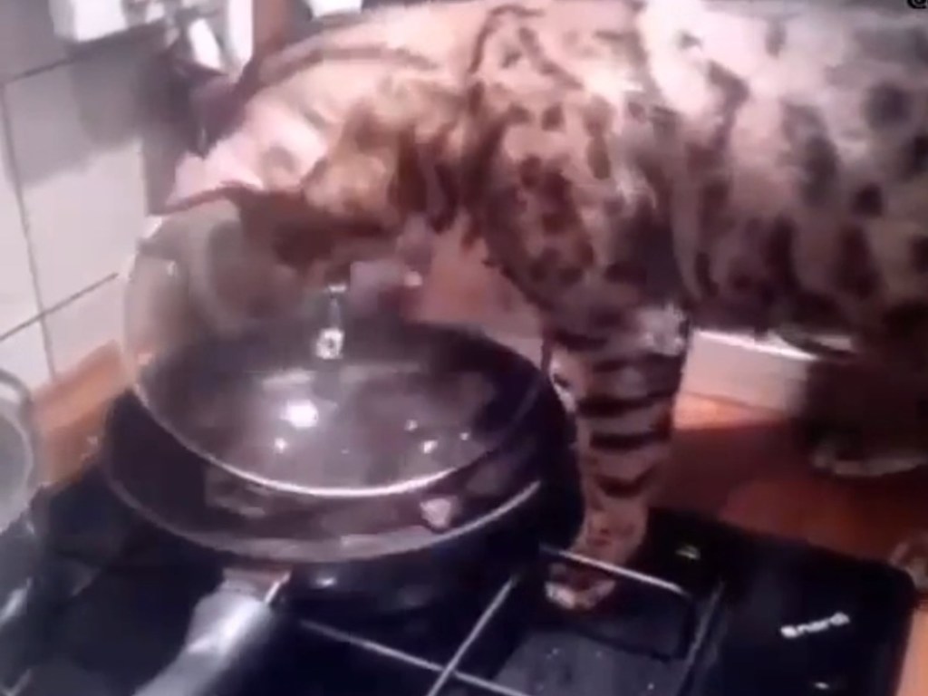 Умный кот научился снимать крышки с кастрюль, чтобы добраться до еды (ФОТО, ВИДЕО)