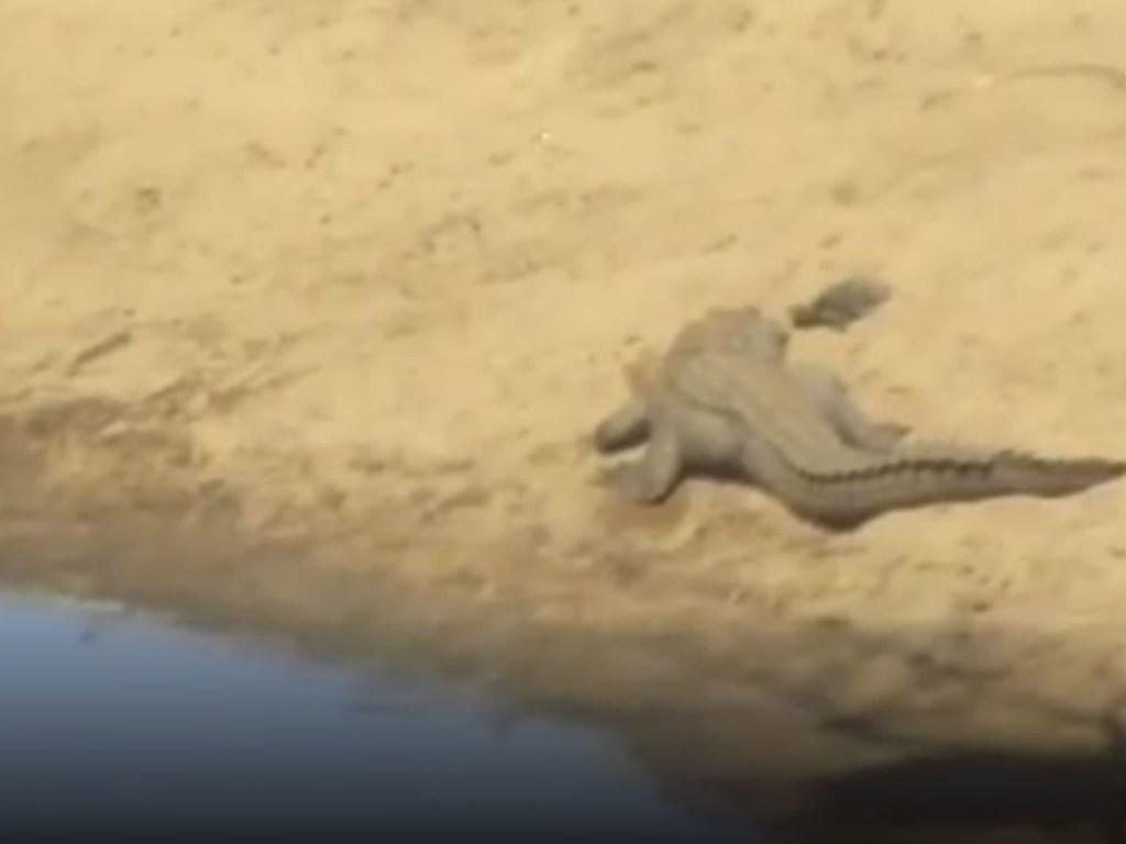 Наглая черепаха озадачила большого крокодила (ФОТО, ВИДЕО)