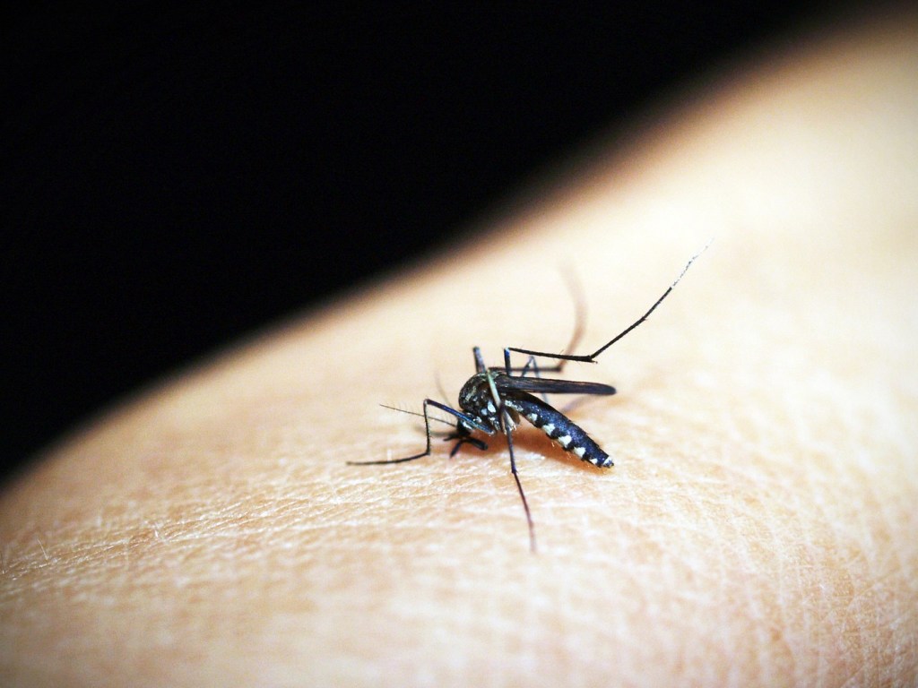 ТОП- 5 способов снять зуд от укусов комаров