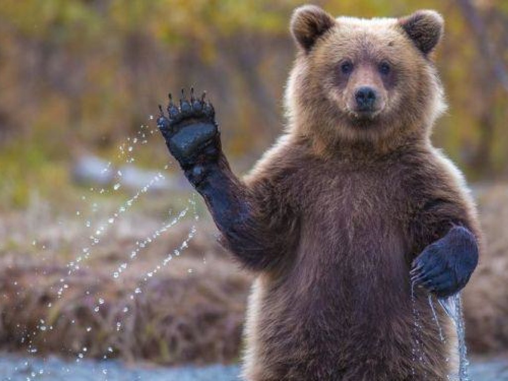 Реакция туристов после встречи с диким медведем покорила Сеть (ВИДЕО)
