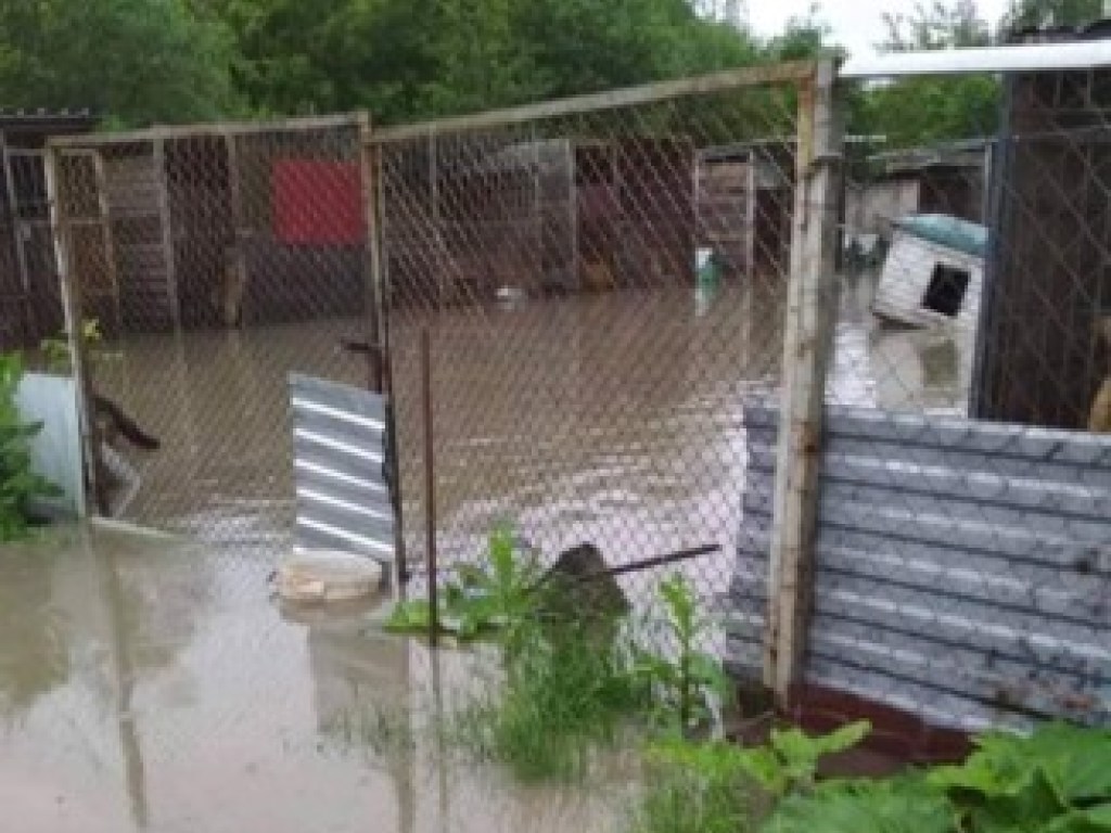 На Прикарпатье затопило приют для животных: собак спасают, им некуда возвращаться (ФОТО, ВИДЕО)