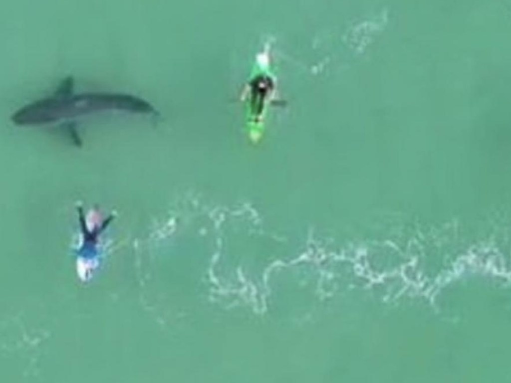 Туристы нарушили покой акулы возле побережья ЮАР (ФОТО, ВИДЕО)