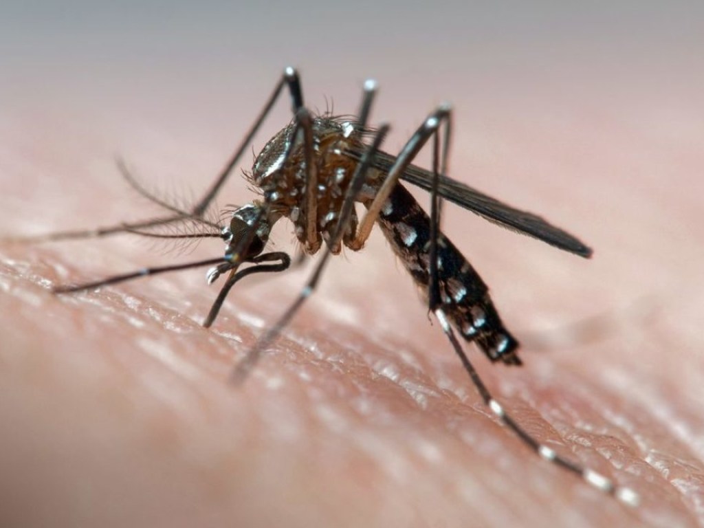 Опасные симптомы после укусов комаров, когда нужна помощь медиков