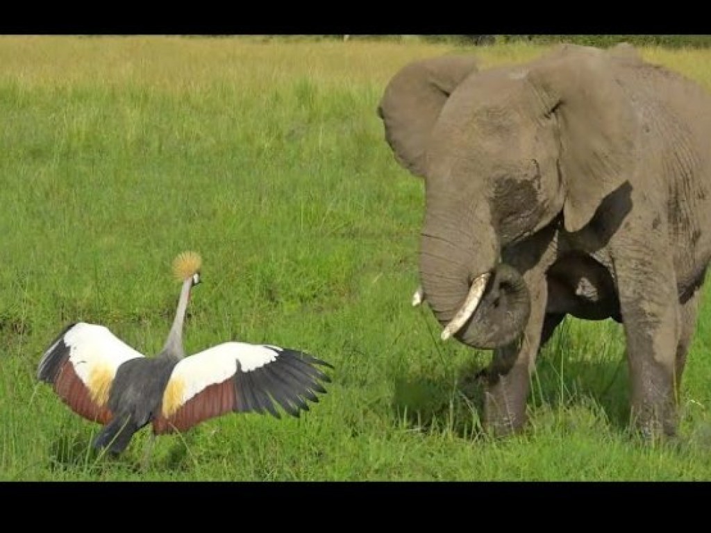 Агрессивный журавль отогнал слоненка от своего гнезда (ФОТО, ВИДЕО)