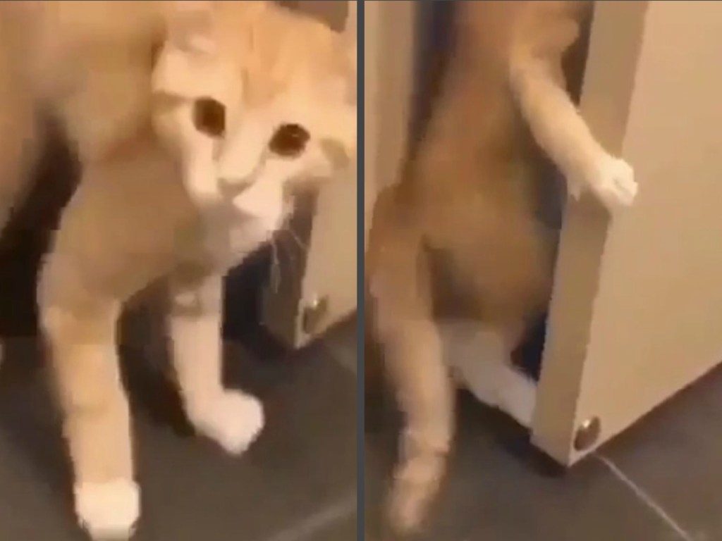 Напуганный кот научился закрывать дверь (ФОТО, ВИДЕО)