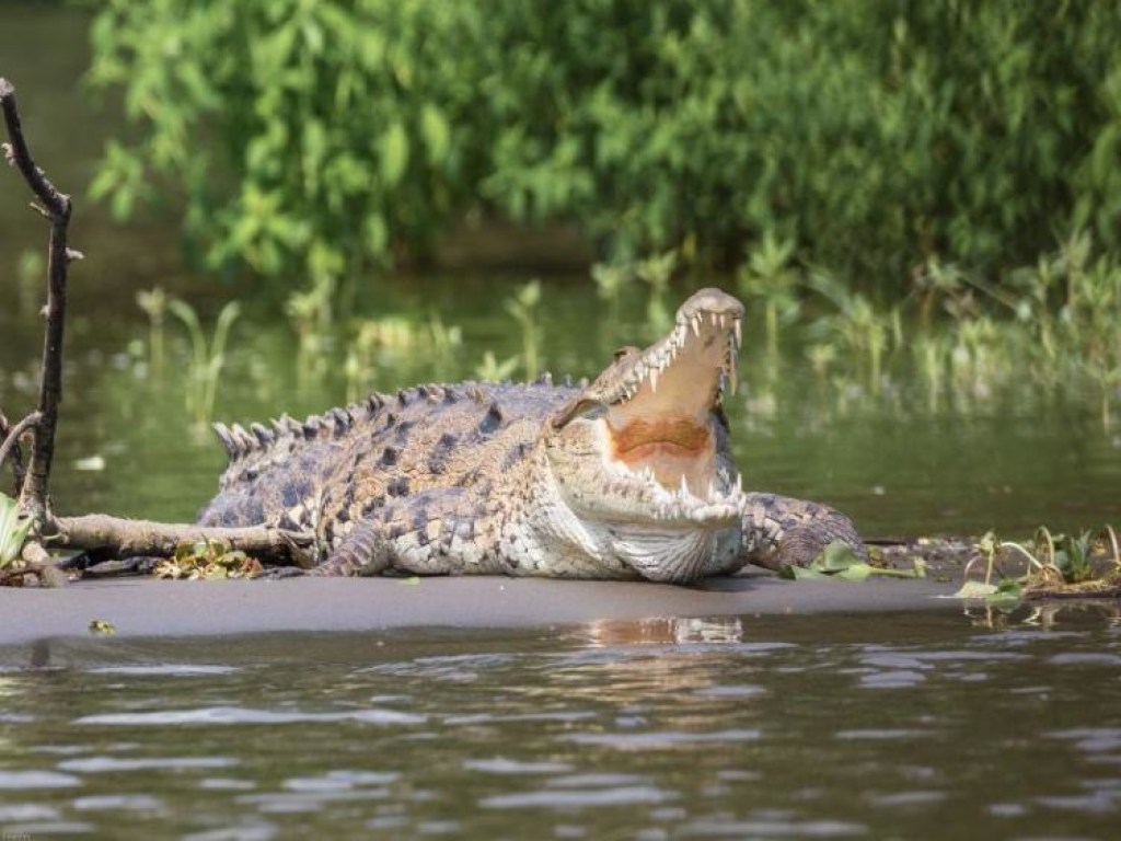 Жестокая смерть: крокодил съел мужчину на глазах у его жены