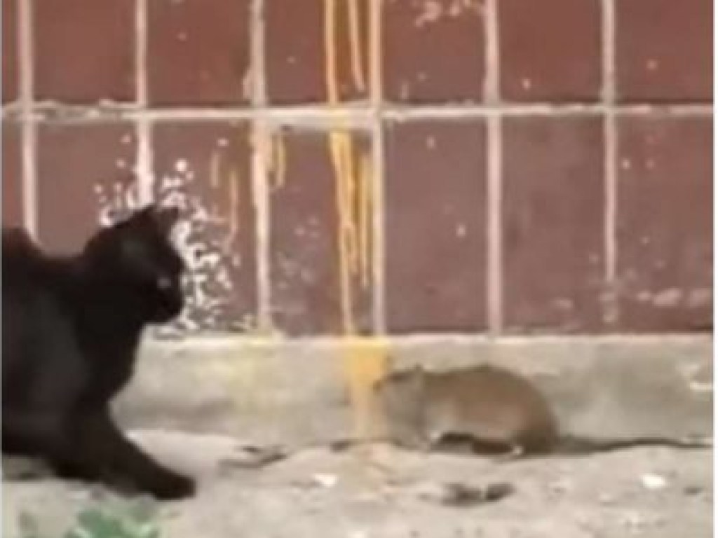 Напала первой: Крыса подралась с котами и победила (ФОТО, ВИДЕО)