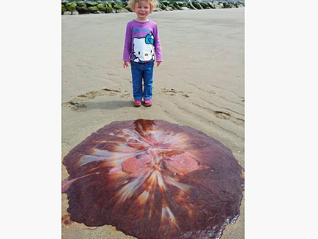 Девочка нашла на пляже самую крупную в мире ядовитую медузу (ФОТО)