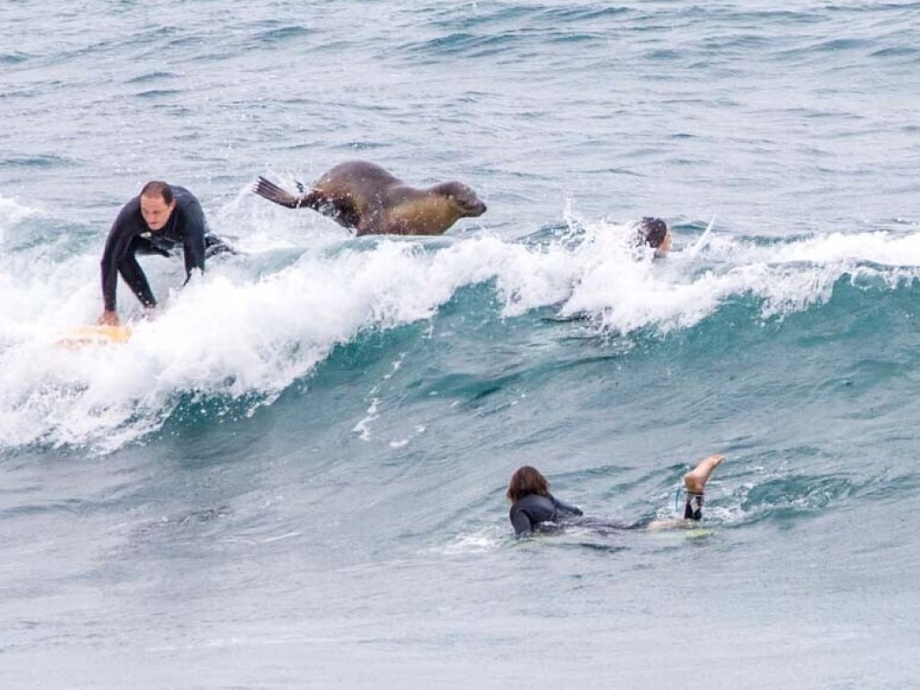 Забавные фото из Сети: Морской лев ловил волну вместе с серферами