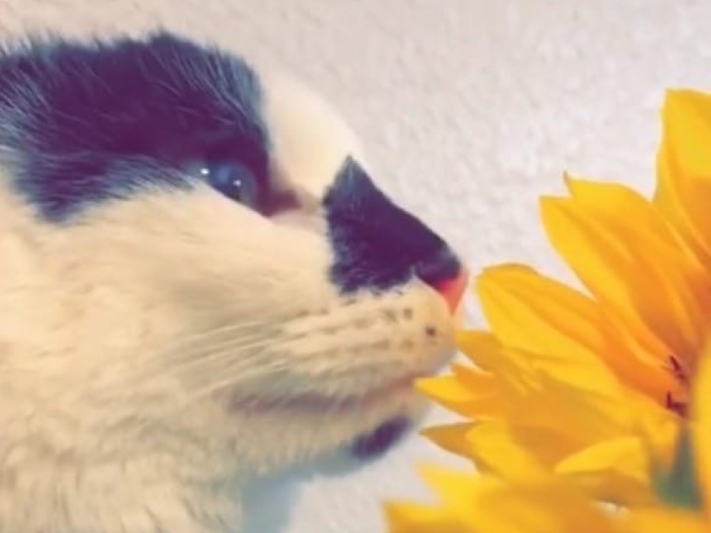 «Я только понюхаю»: кот обманул хозяйку и обгрыз ее цветы (ФОТО, ВИДЕО)