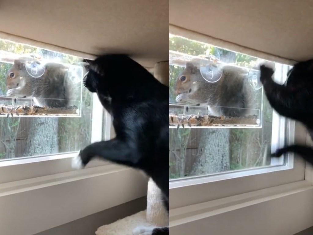 Кошка пыталась атаковать белку через стекло и развеселила Сеть (ФОТО, ВИДЕО)